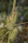 False hop sedge